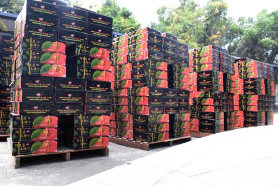 
                            公司連續(xù)7年采購蘋果福利，助力鄉(xiāng)村經(jīng)濟與教育建設